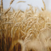 RAUSCH диетическое лечение зародышей пшеницы